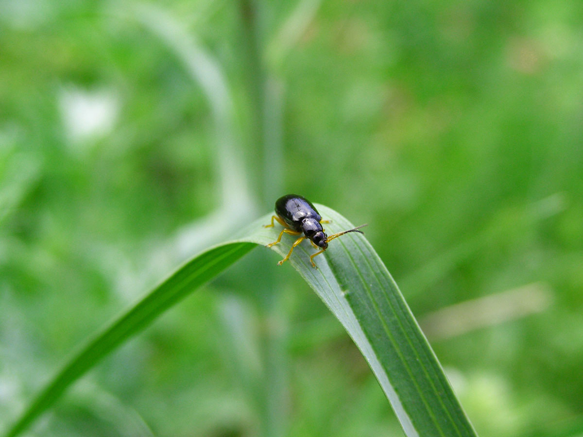 Florida Bug on Leaf