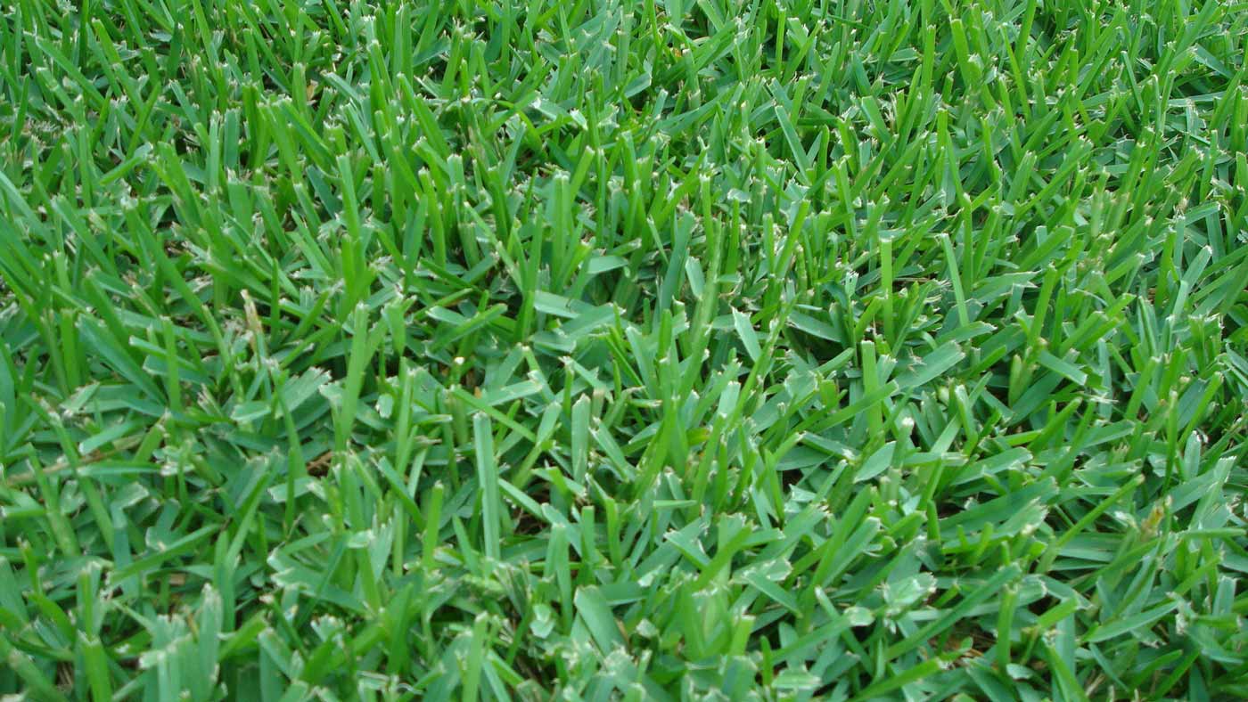 Thatch in St. Augustine Grass