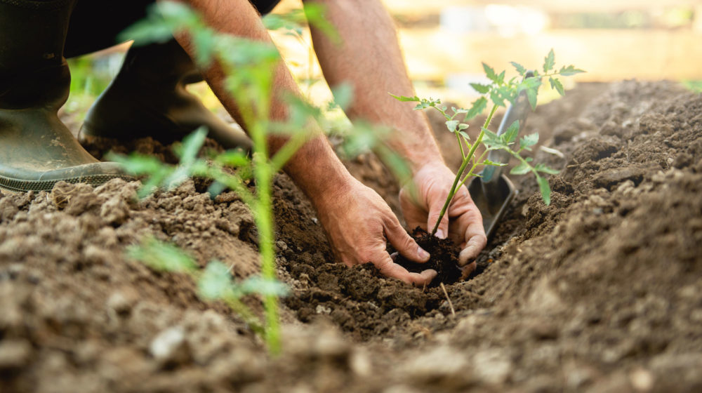 plant a vegetable garden